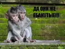 ебанутые.webp