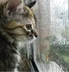 Cat Window 2.webp