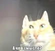 а че в смысле.webp
