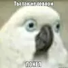 kbmyiv.webp