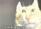 12345.webp