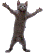 cat-dancing.gif
