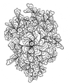 5.webp