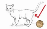 toCatUnderTail.webp