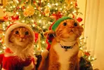 14831160721920.webp