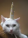6958b048a0b1bcdc9bc8f9090e56b561--unicorn-cat-unicorn-horns.webp