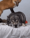 151246503613697573.gif