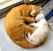 4594527045_e583df7fcc_o.webp