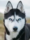 a2158910befacbdd595c.webp
