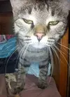 люся.webp