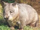 Wombat.webp