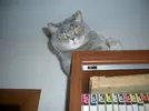 001.webp