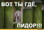 страус-песочница-444631.webp