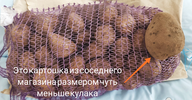 Картошка.webp