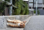 80116150_30.webp