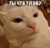 45238871-92B6-4750-BF65-40FCDFC8253F.webp