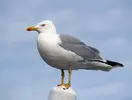 Larus_michahellis_LC0046.webp