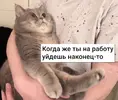 kotik-1.webp
