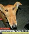 Безымяннй.webp