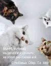 коты1.webp