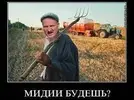 мидии.webp