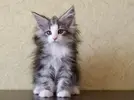 Норвежская лесная.webp