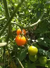 IMG_20230727_100146.webp
