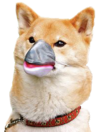 ZRWl6akCXtk.webp