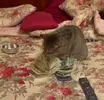 Сн  имок.webp