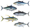 Tuna_assortment.png