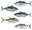 Tuna_assortment.webp