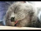 sddefault.webp