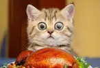 1680559583_animals-pibig-info-p-ispugannaya-koshka-zhivotnie-vkontakte-7.webp