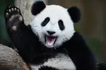panda-scaled.webp
