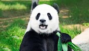 giant-panda-mouth-open_1600.jpg