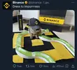cat.webp