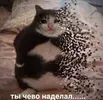 ty-chevo-nadelal-1.webp