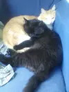 коты (1).webp