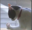 Screenshot_20240510_225342.webp