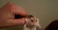 3960759_006.gif.fb-min.webp