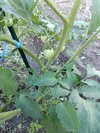 IMG_20240617_181637.webp