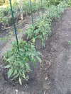 IMG_20240617_181606.webp