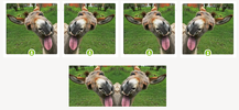 14.webp