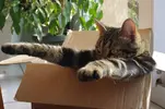 1525411751_cat-box-1-avatar.webp
