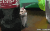 VID_20240705_010608_602.gif