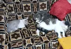 IMG_20241129_135348.webp
