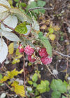 upload_2024_12_07_14_22_19_351.webp