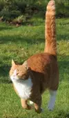 !!!!!!!!!_ccccat.webp