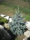picea_majestic.webp