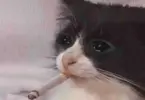 Скриншот 22-03-2024 021442.webp
